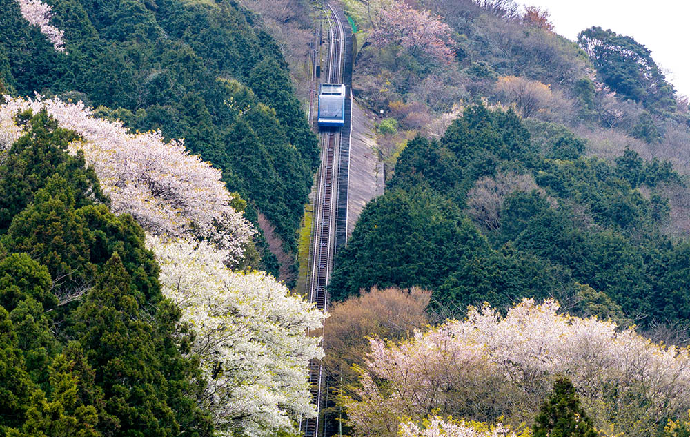 Sarakurake-buru_sakura